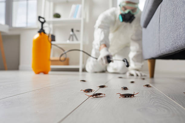 Affordable Termite Control solutions in Salem, UT